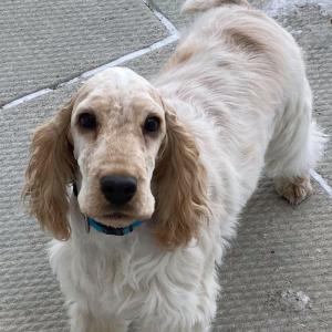 2023 Sweeps Bos Puppy