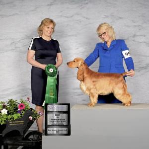 Best In Sweeps: Golden Gait's Dancing Queen