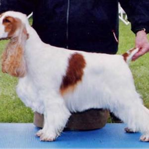 BISS AM/CAN CH. MISHKA-TIK RANZFEL CANDY APPLE